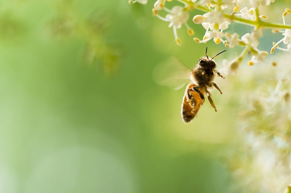Why buy organic?