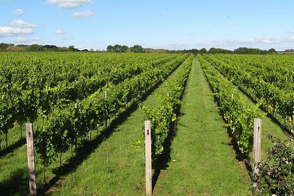 Winners of Sparkling Wine of the Year - Langham Wine Estate